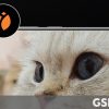 oneplus-13-gets-a-macro-mode-with-a-software-update