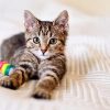 raw-cat-food-linked-to-bird-flu-—-a-vet-shares-how-to-protect-your-pets-from-the-virus