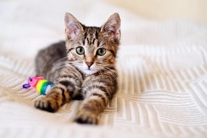 Raw Cat Food Linked to Bird Flu — A Vet Shares How to Protect Your Pets From the Virus