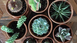 10 Best Places to Buy Plants Online for 2025