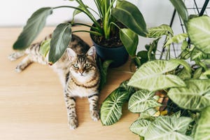 Looking for Pet-Safe Houseplants? Try These 7