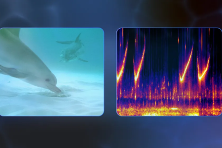 Google’s new AI model could someday let you understand and talk to dolphins