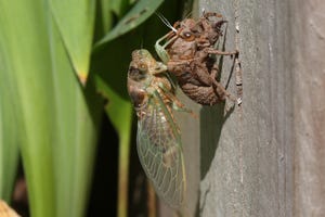 Does Your Dog Snack on Cicadas? Here&apos;s What to Do About It