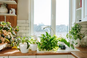 The Best Houseplants for Air Purification