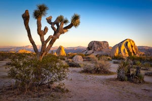 TikTok&apos;s Raunchy Love Letter to the National Parks Might Actually Save Them