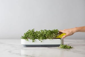 Best Indoor Smart Gardens for 2025